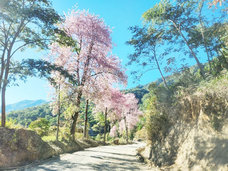 Cherry trees in full bloom at Chingmei Village area along the road to Noklak.